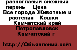 разноглазый снежный парень. › Цена ­ 10 000 - Все города Животные и растения » Кошки   . Камчатский край,Петропавловск-Камчатский г.